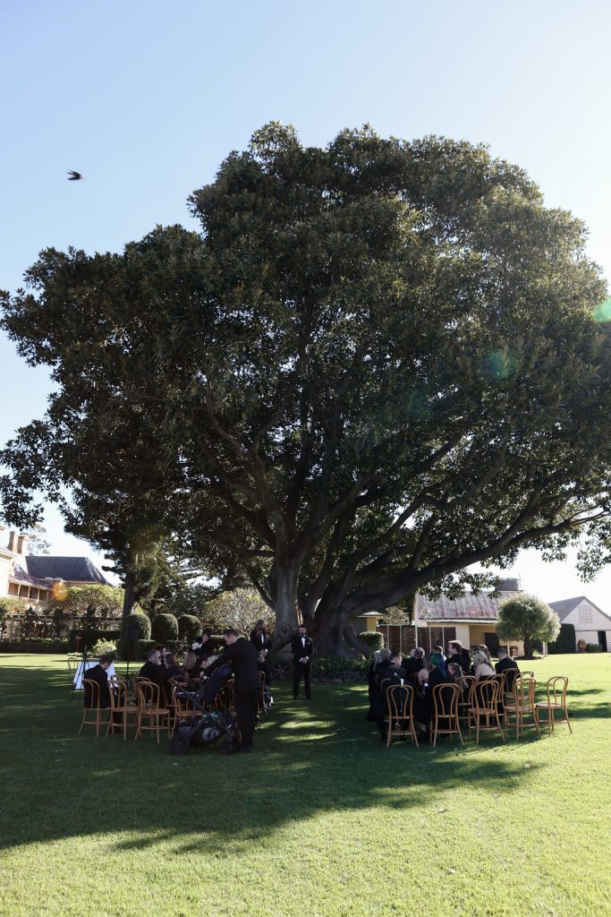 Wedding guests seated under the iconic fig tree at Jimbour House, with natural sunlight casting shadows across the manicured lawn during an outdoor ceremony setup